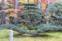 Pin élagué dans le jardin poussant à travers une couverture végétale de mousse avec un poteau en pierre avec inscription en japonais.