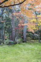 Zone couverte de mousse avec des arbres qui poussent à travers. Couleur d'automne chez les acers.