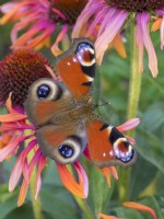 Inachis io - Papillon paon sur fleur d'échinacée