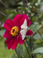Biston betularia - Papillon poivré sur fleur de dahlia
