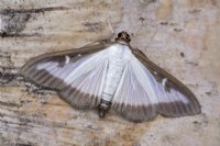 Cydalima perspectalis - Papillon du buis
