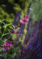 Salvia 'Icing Sugar' - Juin avec Salvia 'Caradonna' en arrière-plan