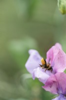 Lathyrus odoratus - pois de senteur - et abeille avec pollen - juillet