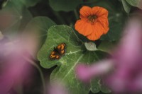 Tropaeolum majus - capucine - avec papillon orange Meadow Brown - juillet