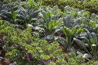 Brassica oleracea de gauche à droite - 'Midnight Sun' et 'Dazzling Blue' - Plantes de chou frisé cultivées en rangées