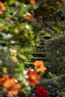 Vieilles marches en pierre menant au jardin, avec Dahlia coccinea var. Palmeri au premier plan 