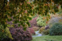 La clairière Acer à The Garden House, Devon. Automne, octobre. 