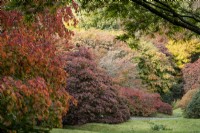 La clairière Acer à The Garden House, Devon. Automne, octobre. 