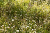 Plantation de prairies avec Plantago lanceolata, Leucanthemum vulgare, Lotus corniculatus, Achillea millefolium et graminées 