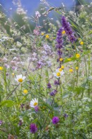 Prairie de fleurs sauvages avec Salvia verticillata, Silene vulgaris, Ranunculus acris, Leucanthemum vulgare, Knautia arvensis, Buphthalmum salicifolium et graminées. 