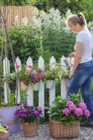 Femme arrosant des plantes annuelles cultivées en pot, notamment Impatiens, Pelargonium, Verbena et Sanvitalia, suspendues à une clôture blanche. 