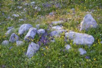 Prairie de fleurs sauvages alpines en fleurs. 