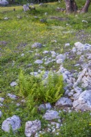Prairie de fleurs sauvages alpines en fleurs. Polystichum aculeatum. 