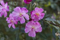 Gros plan de plusieurs fleurs de Rosa 'Lavender Dream' - Floribunda Rose 