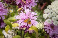 Papillon skipper sur fleur de Monarda 'Croftway Pink', Bergamote 
