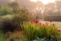 Dahlias rouges, « 'Bishop of Llandaff » et « Babylon Red » dans un parterre de fleurs des jardins de Waterperry au lever du soleil. 