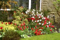 Plantations au début du printemps devant la maison comprenant : Magnolia stellata, tulipes rouges, Euonymus fortunei jaune, Pieris, primevères. Avril 