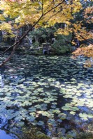 Nénuphars couvrant la surface de l'étang et vue sur la lanterne en pierre avec un acer rétroéclairé aux couleurs de l'automne. 