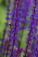 Salvia sylvestris 'Viola Klose' avec abeille 