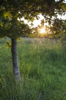 Le soleil se couche sur la prairie de fleurs sauvages avec un jeune chêne, Quercus robur, au premier plan. 