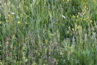 Une partie de la prairie de fleurs sauvages avec des pâquerettes, des renoncules des prés et des hochets jaunes, Rhinanthus minor, pour décourager la croissance de l'herbe. 