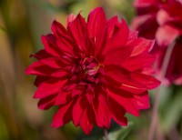 Dahlia 'Babylon Red' une fleur rouge vif saisissante 