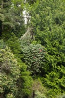 Arbres et arbustes poussant sur un flanc de colline escarpé : Cedrus libania, Rhododendron et Pieris japonica 'Forest Fire'. 