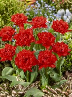 Tulipa Crispa Fiery Dream, printemps avril 