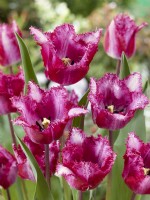 Tulipa Crispa Rick Rack Plume, printemps avril 