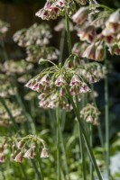 Allium siculum syn. Nectaroscordum - Ail au miel bulgare 