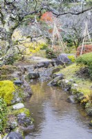 Ruisseau dans le jardin avec plusieurs wigwams de bambou et corde en arrière-plan protégeant les petits arbres et arbustes de la neige. Ceci est connu sous le nom de Yukitsuri. 