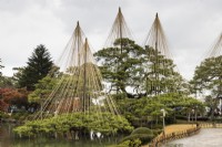 Plusieurs pins par étang avec des wigwams de poteaux et de cordes de bambou, appelés Yukitsuri, créant une protection contre les dégâts causés par la neige 