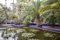 Nymphaea - nénuphar dans l'étang entouré de palmiers au Jardin Majorelle, jardin Yves Saint Laurent 