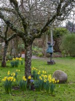 Narcisse « Rijnveld's Early Sensation » dans un verger de RHS Rosemoor. Sculpture de jardin en métal représentant une jeune fille en arrière-plan. Février. 