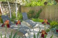 Coin isolé dans un petit jardin contemporain avec transats à l'ombre tachetée en été. Iris 'Natchez Trace' en pleine floraison. Juin. 