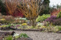Un chemin de gravier serpente entre des parterres de fleurs bordés de rondins plantés pour les couleurs hivernales au Picton Garden. 