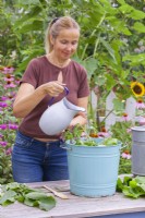 Faire de la nourriture pour plantes de consoude. Ajouter de l'eau à la consoude - Symphytum officinale dans un seau pour en faire un engrais. 