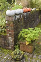 Courges d'hiver séchant sur un mur de briques au-dessus de pots dans un jardin de campagne en octobre 