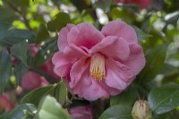 Camellia japonica 'Cloisonne'.Parco delle Camelie, Parc Camellia, Locarno, Suisse 