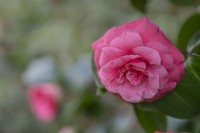 Camellia japonica 'Rosendale's Beauty'.Parco delle Camelie, Camellia Park, Locarno, Suisse 