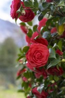  Camellia japonica 'Hippolyte Thoby'.Parco delle Camelie, Camellia Park, Locarno, Suisse 