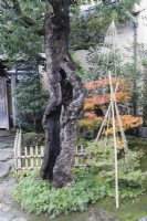 Cour à l'entrée de la maison avec tronc d'arbre évidé et arbustes avec wigwams de corde et bambou comme protection contre les dégâts de la neige, appelée Yukitsuri. 