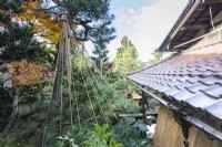 Vue depuis le niveau supérieur de la maison jusqu'au toit de tuiles et aux pins avec des wigwams en corde et en bambou comme protection contre les dommages causés par la neige appelés Yukitsuri. 