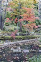 Vue large sur le jardin sur l'étang avec des tremplins ; plusieurs arbres et arbustes aux couleurs automnales. 