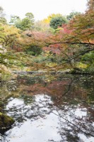 Vue large sur le jardin sur l'étang avec plusieurs arbres et arbustes aux couleurs d'automne. 