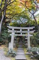 Arc sur le chemin menant au sanctuaire de Kitano Tenjin. Acers aux couleurs automnales. 