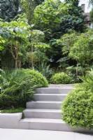 Étapes à travers une plantation verte luxuriante dans un jardin moderne 