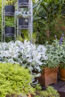 Collection de plantes en pot devant un support en métal arqué autoportant avec des plantes succulentes en pot. 