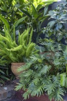 Détail d'angle d'un jardin subtropical ombragé comprenant une fougère sétaire en pot, Heliconia et Philodendron, Xanadu. 