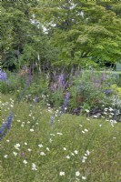 Prairie de fleurs sauvages devant un parterre de fleurs vivaces au jardin North Cottage, Whittington - ouvert à la charité, juin 